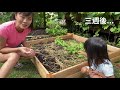 harvesting radish in chinese 一起拔蘿蔔 戶外體驗學習中文