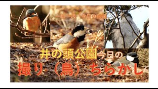 井の頭公園・今日の撮り（鳥）ちらかし