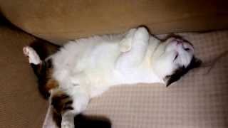 仰向けで足開きすぎで寝る猫：2. Cat Munchkin sleeping on his back  #猫 #cat #munchkin