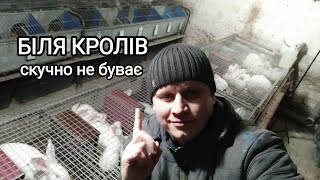 ЯК ЗАРОБЛЯЮТЬСЯ ГРОШІ НА КРОЛЯХ В 2025 РОЦІ? ГАЗ ЗАКІНЧИВСЯ | ЖЕВЖИКІ РОСТУТЬ | КОРМ РОБИТЬСЯ