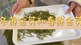 冬茶黄金芽和春茶黄金芽傻傻分不清？小栖带你一起一次喝明白！