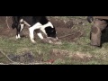 ferreting in the dales