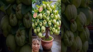 hướng dẫn cách trồng cây ổi cho ra nhiều trái #fruit #shorts #funny  #videoshort