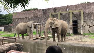 東武動物公園　ゾウ