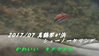 ２０１７／０７　真鶴半島琴が浜シュノーケリング　かわいいキタマクラ