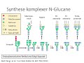 Teil 15: Neue Varianten mit Hyper-IgE