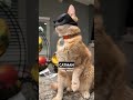 batcat🦇🐈i like and respond to every comment credits r funny u dog_weasley shorts funny cat fyp