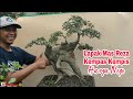 500 THOUSAND‼️ CHECK PRICE OF BONSAI AT MAS REZA'S HOUSE KEMPAS KEMPIS