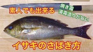 素人でも出来るイサキのさばき方