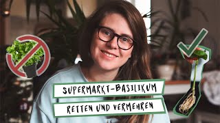 So gelingt dir das Vermehren von Supermarkt-Basilikum garantiert!