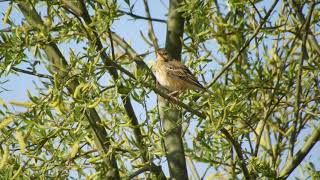 Tree Pipit, Oldbury Power Station, 19/4/21