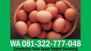 Harga Grosir Telur Ayam Bandung, WA 081-322-777-048