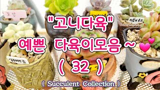 [고니다육] 예쁜 #다육이모음 (32) #succulentcollection #succulentgarden