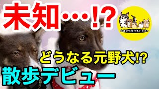 【未知⁉】︎どうなる元野犬⁉︎待望お散歩デビュー！