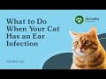 What To Do When Your Cat Has An Ear Infection