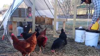 Morning Chores on the Homestead