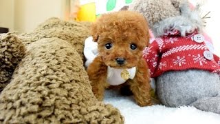 マイクロティーカッププードルむちゃ可愛い子犬1195