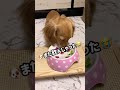 【ダックス】ブッチを早く食べたくて足ドンする犬　 shorts