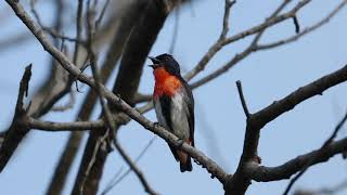 Mistletoebird Singing