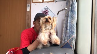 ニコをトリミングしながらおしゃべり【ヨークシャーテリア専門犬舎チャオカーネ】