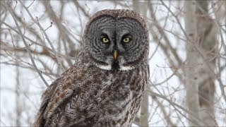 World's largest owl