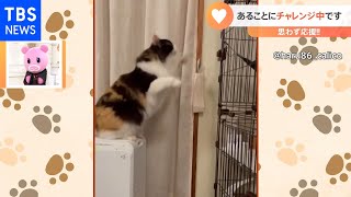 Ｎスタ【一押し映像】飛びたくても飛べない猫