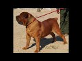 true gordo powerful boerboel from true boerboels