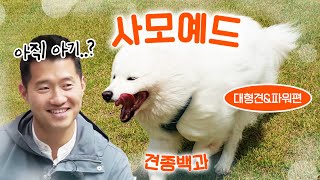 Samoyed large dog & its power part ｜Kang Hyung-wook's breed encyclopedia X  Somi X Backgomi