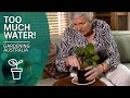 How to spot an overwatered plant and how to salvage it | Indoor plants | Gardening Australia