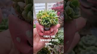 다육이 이름맞추기 놀이4#신발분#토다원공방#겨울왕국#frozen #succulent #plant #다육이 #多肉 #garden #flowers