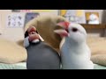 うるさすぎる文鳥のasmr