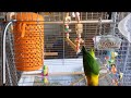 ボタンインコ　ケージから出るのがぶきっちょなruna