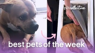 Dog Escape Artist | Best Pets of the Week