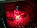 poussins sous une lampe infrarouge