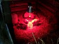 poussins sous une lampe infrarouge