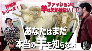 羊を知ればもっとウールが好きになる⁉︎三星毛糸さんで学ぶ三大毛織産地の歴史と現在。