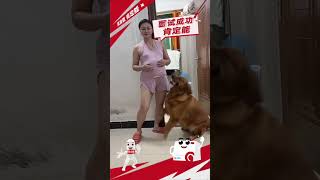 家人们谁懂啊？这是什么情况呢？#金毛 #孕妈 #旺夫女人