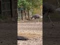 Megachicken AKA Ostrich