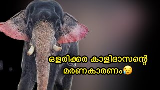 ഒളരിക്കര കാളിദാസന്റെ മരണകാരണം അറിയാം... സംഭവിച്ചത് | Olarikkara Kalidasan Elephant