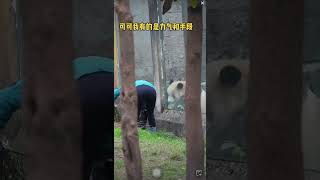 可可窝想和奶妈一起打扫妹妹的院子，#大熊猫渝可渝爱#大熊猫#国宝#治愈系#熊猫界顶流