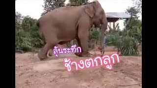 ลุ้นระทึก นาทีชีวิต ช้างตกลูก