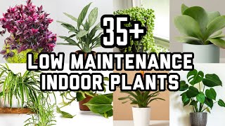 35+ Low Maintenance Indoor Plants | Houseplants That Need Zero Care | Indoor Plants For Beginners