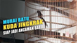 Murai Batu Muda Kuda Jingkrak Siap Jadi Acaman Baru | Grand Launching Bintang Timur Arena Bogor