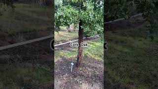 Cork Tree Quercus suber