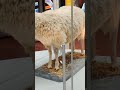 first cloned sheep