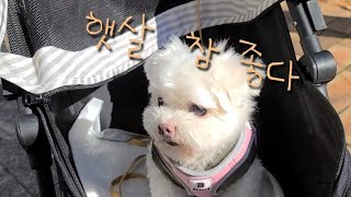 오늘도 산책 vlog |  오늘은 쇼핑이다