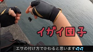 イガイ（団子）の付け方　ちぬ落とし込み釣り、ヘチ釣り