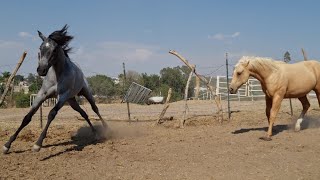 LA MUGROSITA socializando con las potrancas de GT Quarter Horses