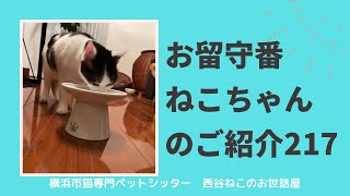 お留守番ねこちゃんのご紹介217【大切な猫のお客様】