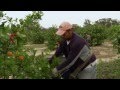 Citrus Breeding and Citrus Greening Research